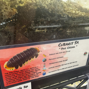 Cubaris Sp. Pak Chong Isopod Bin Label